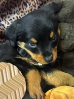 Tank, a male Rottweiler for sale in Clarksville, AR – 2 of 2