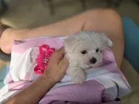 AKC Izzy's Girl , a female Maltese for sale in Clarksville, AR – 3 of 5