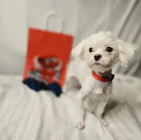 AKC Tiny Luv Bug, a female Maltese for sale in Clarksville, AR – 5 of 10