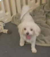 Blossom- Has overbite- PET ONLY , a female Maltese for sale in Clarksville, AR – 4 of 4