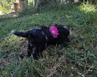 Grace Ann, a female Cockapoo and Poodle - Toy  for sale in Clarksville, AR – 4 of 9