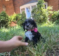 Grace Ann, a female Cockapoo and Poodle - Toy  for sale in Clarksville, AR – 2 of 9