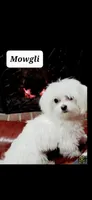 AKC Izzy's B1, a male Maltese for sale in Clarksville, AR – 6 of 7