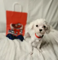 AKC Tiny Luv Bug, a female Maltese for sale in Clarksville, AR – 9 of 10