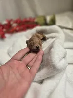AKC Tiny Ginger, a female Poodle - Toy  for sale in Clarksville, AR – 2 of 9