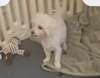Blossom- Has overbite- PET ONLY , a female Maltese for sale in Clarksville, AR – 3 of 4