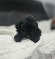 Ebony, a female Cockapoo and Poodle - Miniature  for sale in Clarksville, AR – 6 of 10