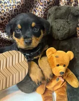 Molly, a female Rottweiler for sale in Clarksville, AR – 2 of 2