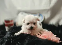 AKC Izzy's Girl , a female Maltese for sale in Clarksville, AR – 6 of 8
