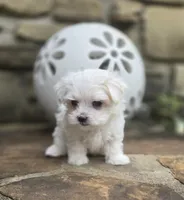 AKC Tiny Boy, a male Maltese for sale in Clarksville, AR – 2 of 6