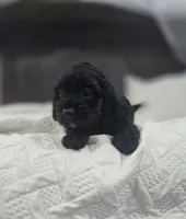 Ebony, a female Cockapoo and Poodle - Miniature  for sale in Clarksville, AR – 9 of 10