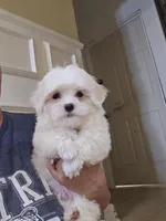 AKC Boy, a male Maltese for sale in Clarksville, AR – 3 of 3