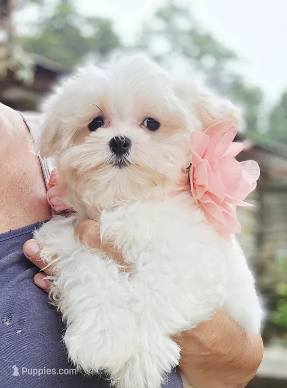 Peaches - AKC – Maltese puppy for sale in Clarksville, AR