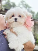 Peaches - AKC, a female Maltese for sale in Clarksville, AR – 1 of 6