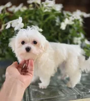 Blossom- Has overbite , a female Maltese for sale in Clarksville, AR – 3 of 8