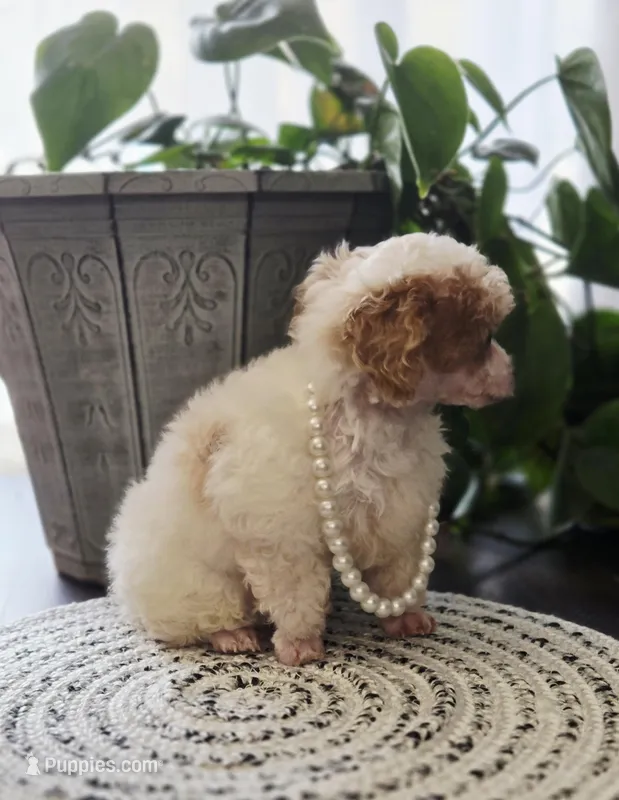 AKC Tiny Girl  – Poodle - Toy  puppy for sale in Clarksville, AR