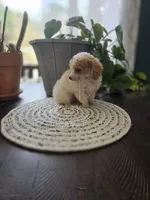 AKC Tiny Girl , a female Poodle - Toy  for sale in Clarksville, AR – Photo 3 of 3