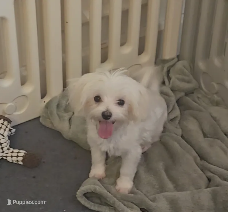 Blossom- Has overbite- PET ONLY  – Maltese puppy for sale in Clarksville, AR