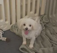 Blossom- Has overbite- PET ONLY , a female Maltese for sale in Clarksville, AR – 1 of 4