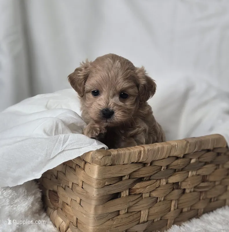 Stella's Little Boy – Maltipoo puppy for sale in Clarksville, AR