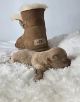 Stella's Little Boy, a male Maltipoo for sale in Clarksville, AR – Photo 2 of 4