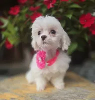 AKC Tiny Girl , a female Maltese for sale in Clarksville, AR – 7 of 10