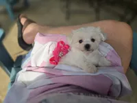 AKC Izzy's Girl , a female Maltese for sale in Clarksville, AR – 2 of 5