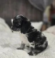 Itty Bitty, a female Cockapoo and Poodle - Miniature  for sale in Clarksville, AR – 9 of 10