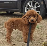 AKC Red Ruby , a female Poodle - Toy  for sale in Clarksville, AR – 7 of 8