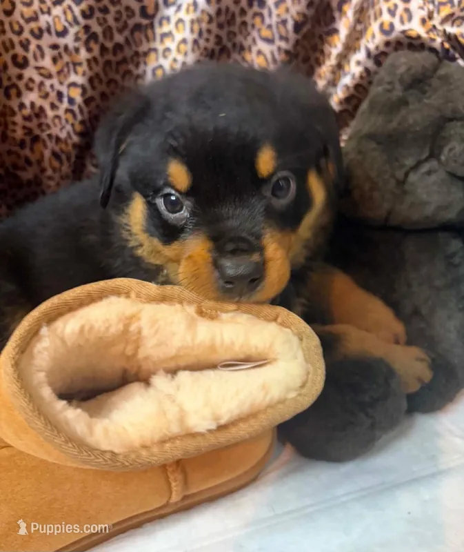 Tank – Rottweiler puppy for sale in Clarksville, AR
