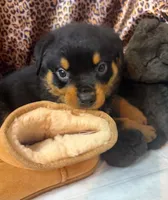 Tank, a male Rottweiler for sale in Clarksville, AR – 1 of 2