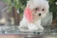 Peaches - AKC, a female Maltese for sale in Clarksville, AR – 4 of 6