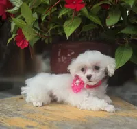 AKC Tiny Girl , a female Maltese for sale in Clarksville, AR – 2 of 10