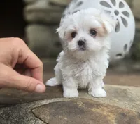 AKC Tiny Boy, a male Maltese for sale in Clarksville, AR – 4 of 6