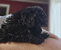 AKC Tiny TOY, a male Poodle - Toy  for sale in Clarksville, AR – Photo 7 of 10