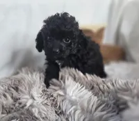 AKC Tiny TOY, a male Poodle - Toy  for sale in Clarksville, AR – Photo 4 of 10