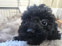 AKC Tiny TOY, a male Poodle - Toy  for sale in Clarksville, AR – Photo 3 of 10