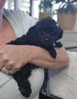 AKC Tiny TOY, a male Poodle - Toy  for sale in Clarksville, AR – Photo 2 of 10