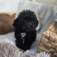 AKC Tiny TOY, a male Poodle - Toy  for sale in Clarksville, AR – Photo 5 of 10