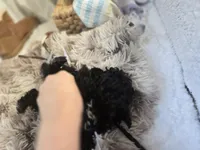 AKC Tiny TOY, a male Poodle - Toy  for sale in Clarksville, AR – Photo 6 of 10