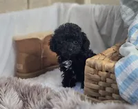 AKC Tiny TOY, a male Poodle - Toy  for sale in Clarksville, AR – Photo 9 of 10