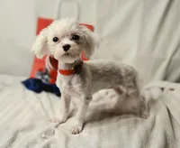 AKC Tiny Luv Bug, a female Maltese for sale in Clarksville, AR – 2 of 10