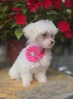 AKC Tiny Girl , a female Maltese for sale in Clarksville, AR – 10 of 10