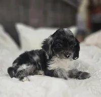 Itty Bitty, a female Cockapoo and Poodle - Miniature  for sale in Clarksville, AR – 6 of 10
