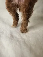 AKC Red Ruby , a female Poodle - Toy  for sale in Clarksville, AR – 6 of 8