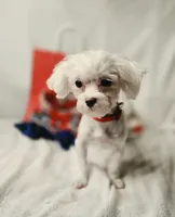 AKC Tiny Luv Bug, a female Maltese for sale in Clarksville, AR – 10 of 10