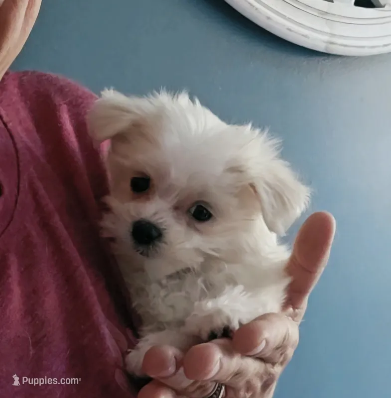 AKC Izzy's B1 – Maltese puppy for sale in Clarksville, AR