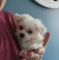 AKC Izzy's B1, a male Maltese for sale in Clarksville, AR – 1 of 6