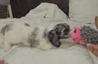 Lulu, a female Cockapoo and Poodle - Miniature  for sale in Clarksville, AR – 6 of 10