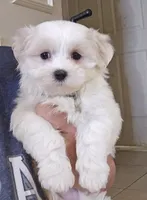 AKC Boy, a male Maltese for sale in Clarksville, AR – 1 of 3